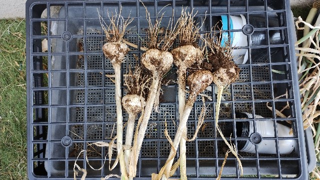 f:id:nakarobo:20240614134000j:image