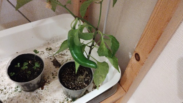 f:id:nakarobo:20240616044515j:image