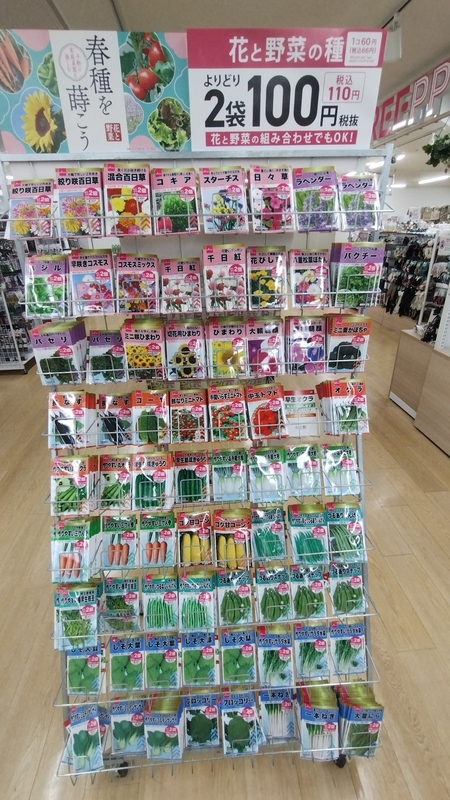 2025年 ダイソーの春種 販売開始 - 横浜家庭菜園研究所