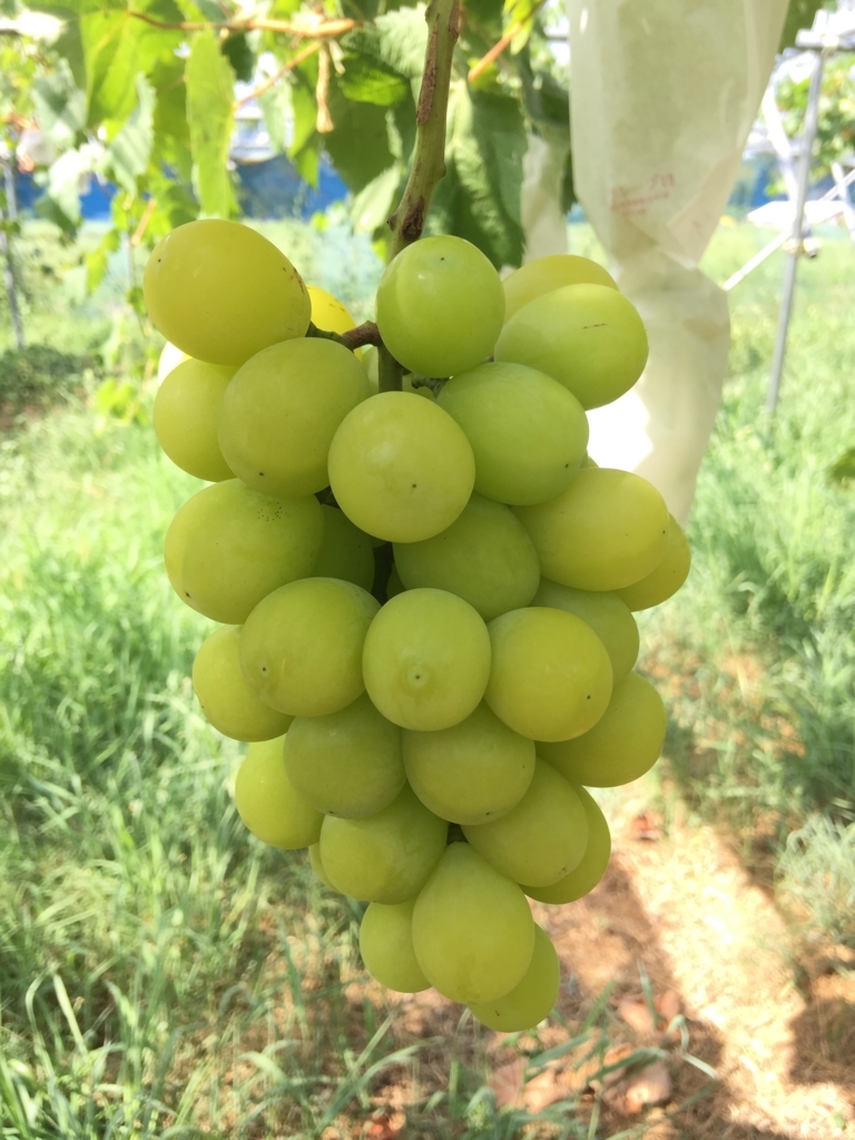 f:id:nakashimato:20180817104734j:plain