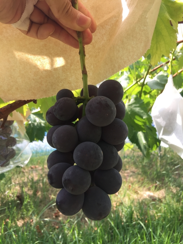 f:id:nakashimato:20180822122005j:plain