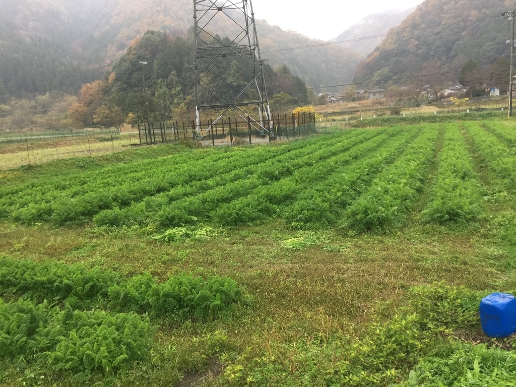 f:id:nakashimato:20181126233227j:plain