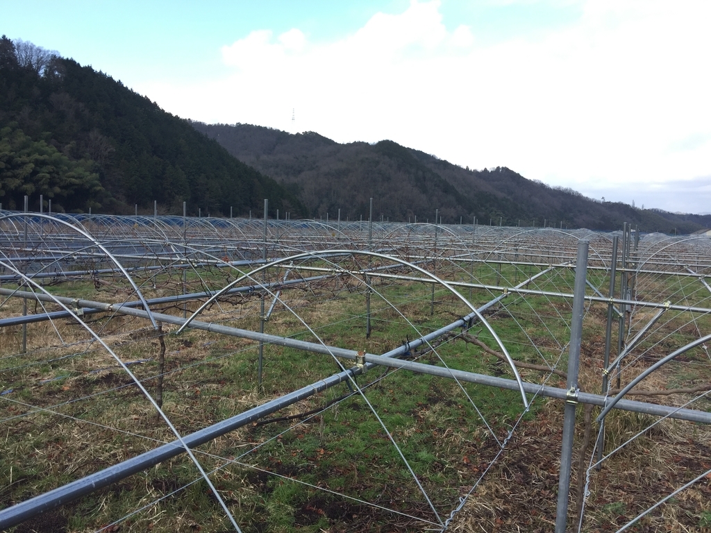 f:id:nakashimato:20190111142741j:plain