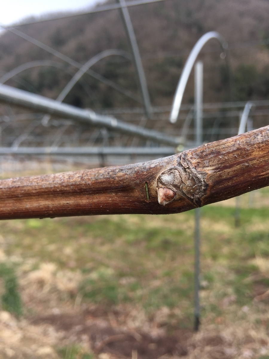 f:id:nakashimato:20190316235742j:plain
