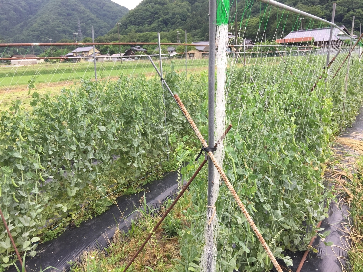f:id:nakashimato:20190611193754j:plain