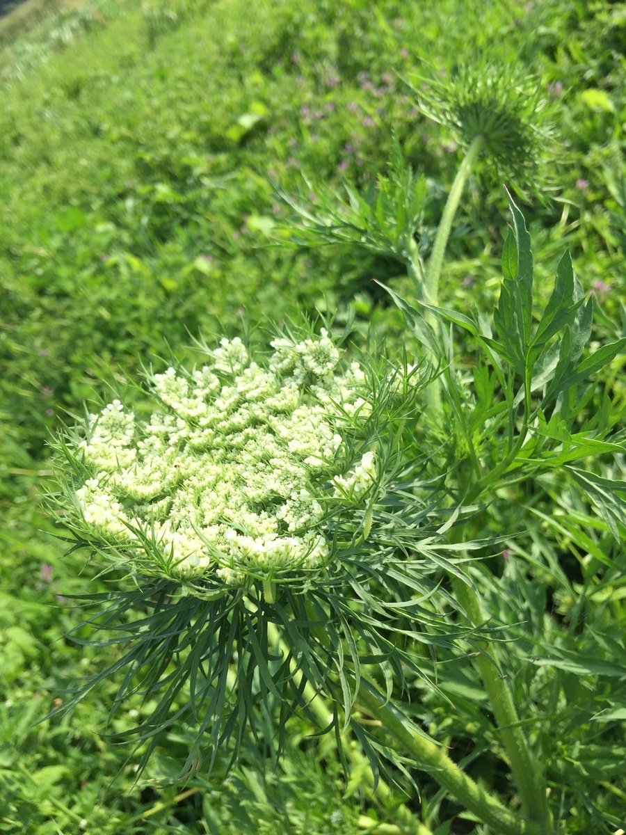 f:id:nakashimato:20190611201039j:plain