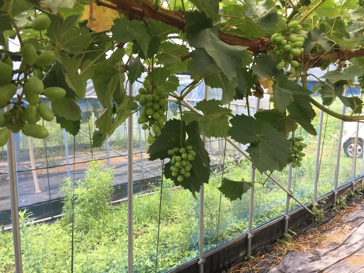 f:id:nakashimato:20190716063740j:plain