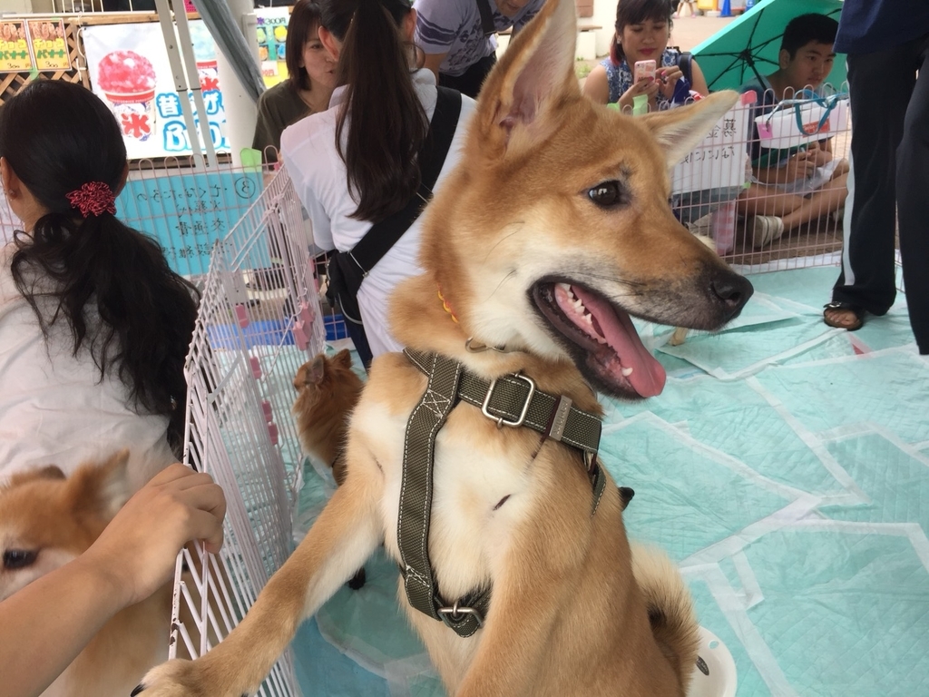 f:id:nakasoto:20180901185847j:plain