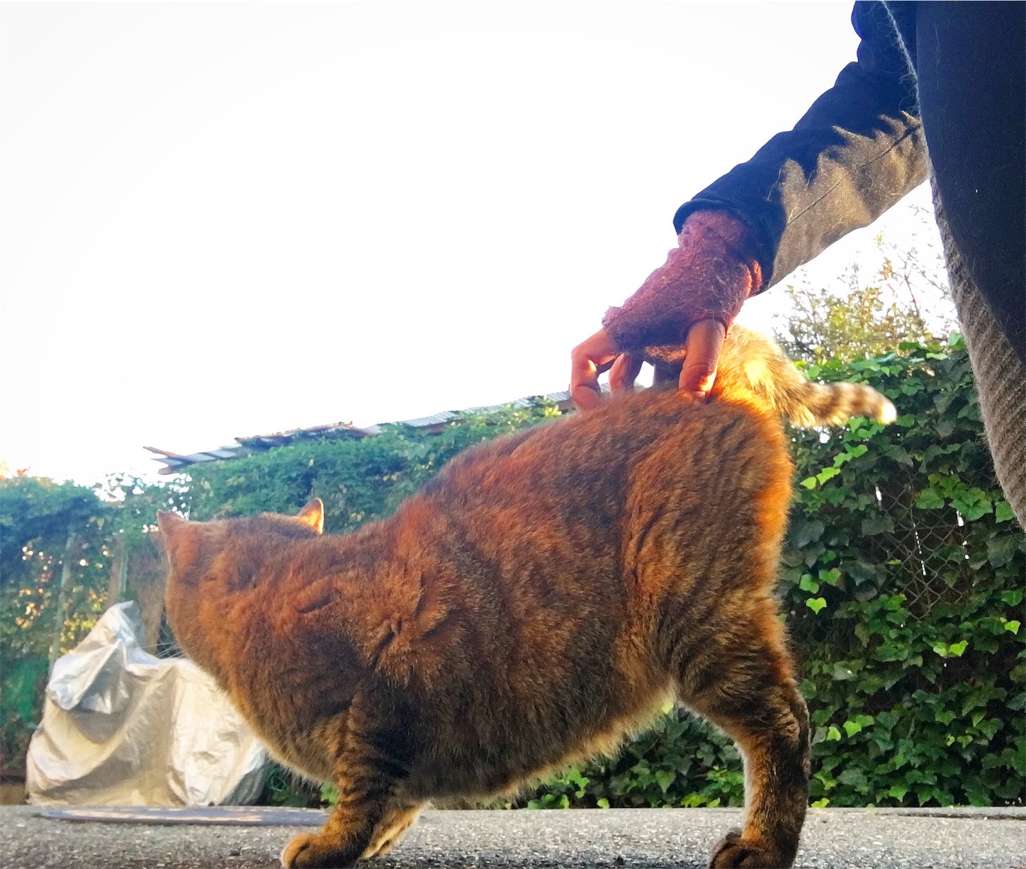 f:id:nakatakaori:20171113165214j:image