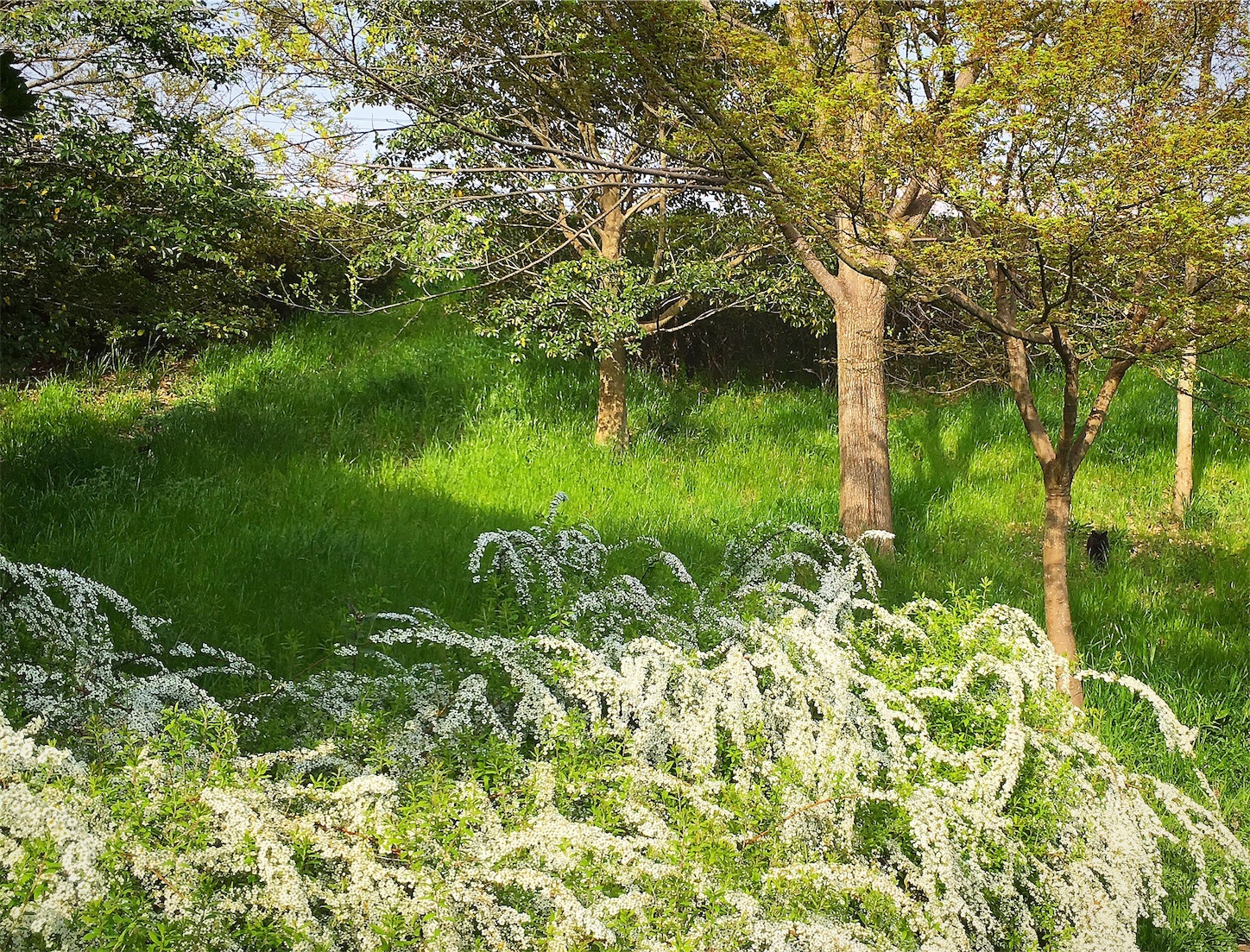 f:id:nakatakaori:20180409182034j:image