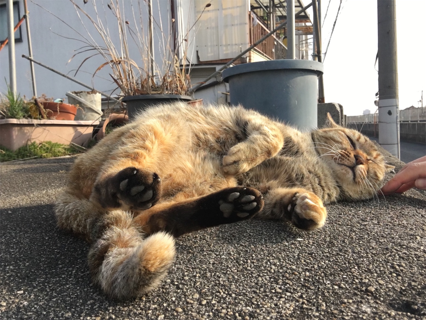 f:id:nakatakaori:20180627201226j:image f:id:nakatakaori:20180627201226j:image