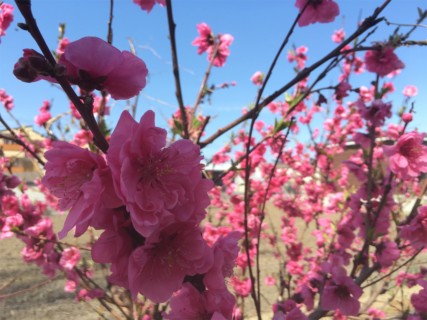 f:id:nakatakaori:20190412213725j:image f:id:nakatakaori:20190412213725j:image