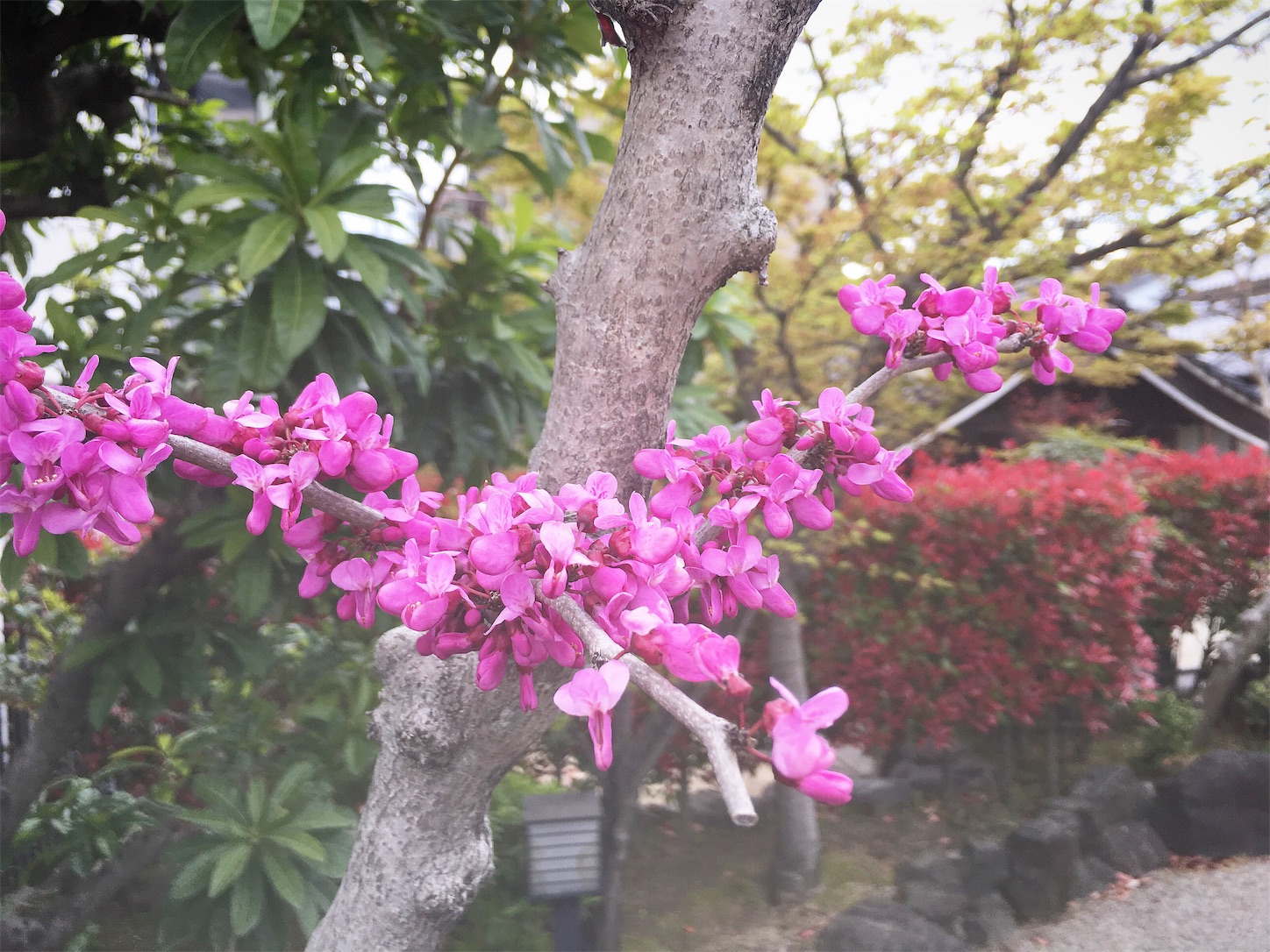 f:id:nakatakaori:20190412213730j:image f:id:nakatakaori:20190412213730j:image