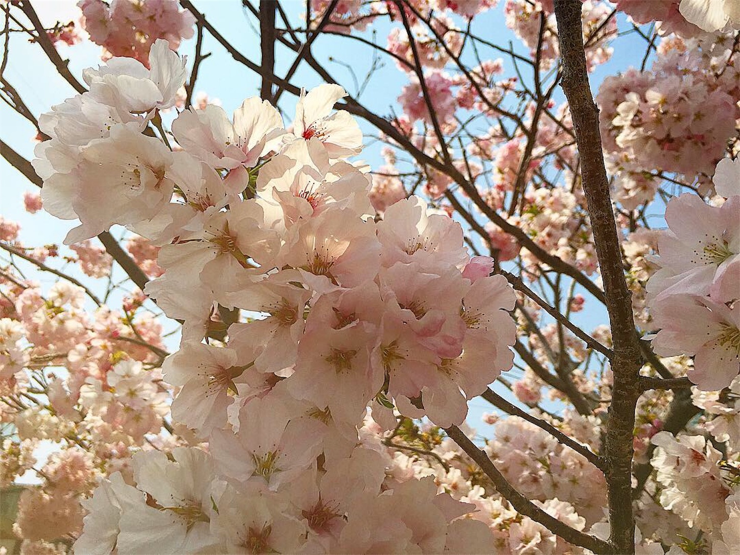 f:id:nakatakaori:20190412214134j:image f:id:nakatakaori:20190412214134j:image