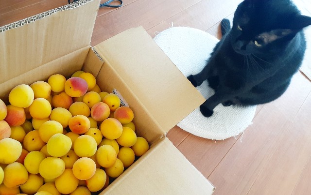 f:id:nakatakaori:20210620150100j:image f:id:nakatakaori:20210620150100j:image