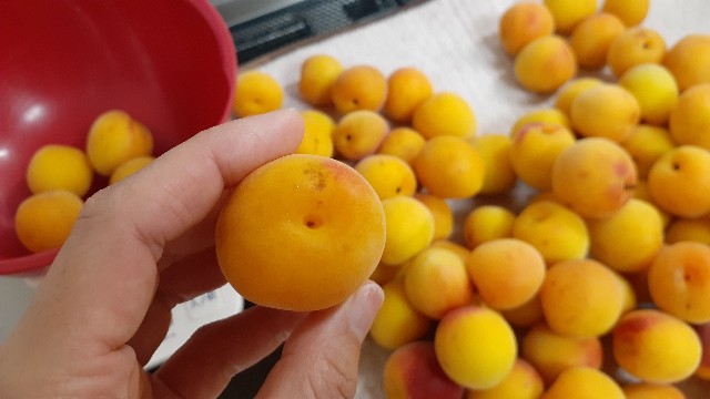 f:id:nakatakaori:20210620152209j:image f:id:nakatakaori:20210620152209j:image