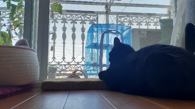 f:id:nakatakaori:20220726082206j:image