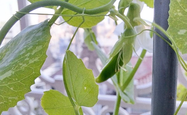 f:id:nakatakaori:20240418123523j:image