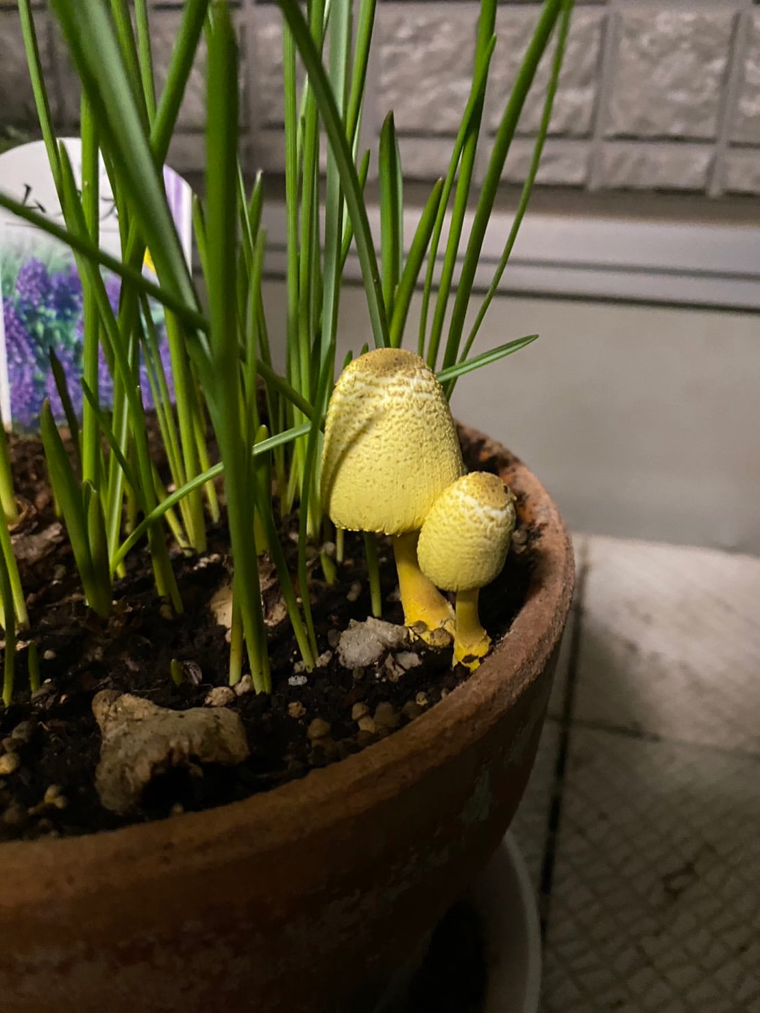 幸運のきのこ『コガネキヌカラカサタケ』。 - Shittyaka ☆ Mettyaka