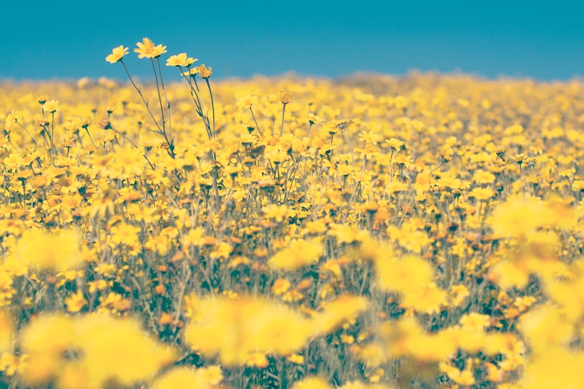 Photo by Tim Mossholder on Unsplash