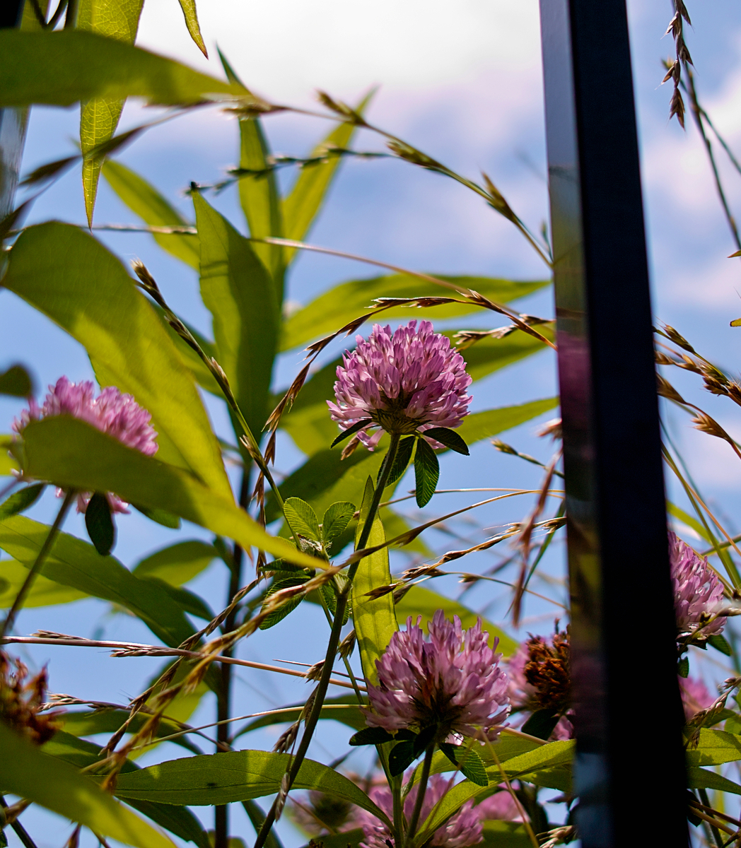 初夏の花 昨日の散歩の写真 都々逸と作詩 初夏の花 昨日の散歩の写真 都々逸と作詩