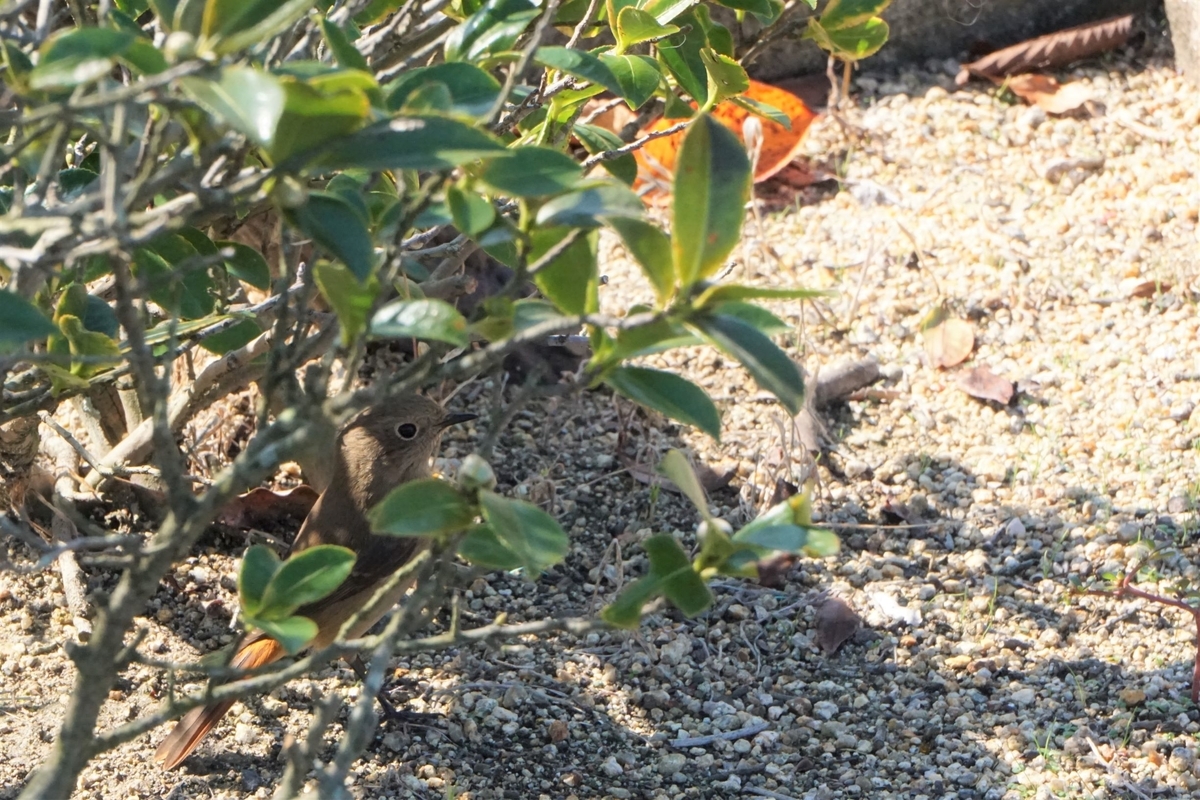 f:id:nakikun:20191101172522j:plain f:id:nakikun:20191101172522j:plain