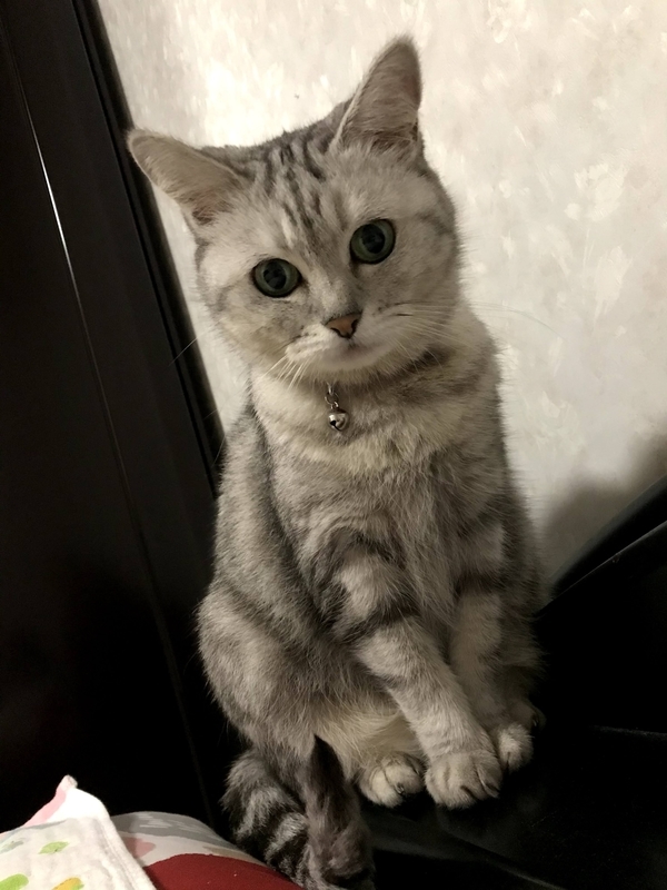 f:id:nakimushi-mama:20211022212653j:plain