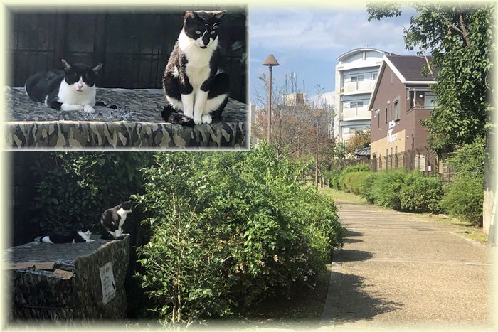 f:id:nakkacho902:20191107123232j:plain