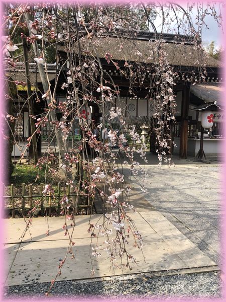 f:id:nakkacho902:20200315215059j:plain