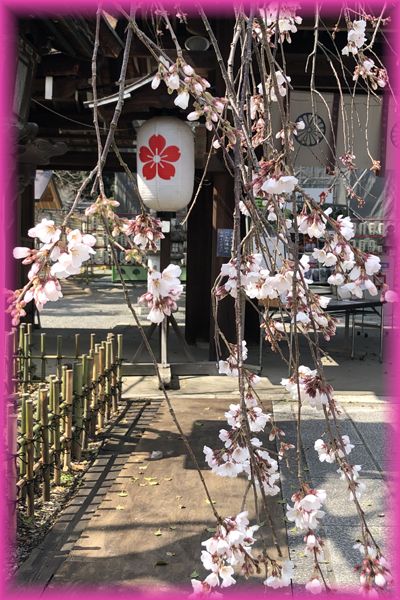 f:id:nakkacho902:20200315215111j:plain