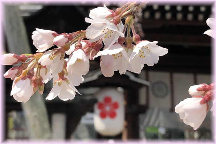 f:id:nakkacho902:20200315215121j:plain