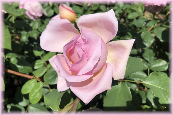 f:id:nakkacho902:20200511221049j:plain