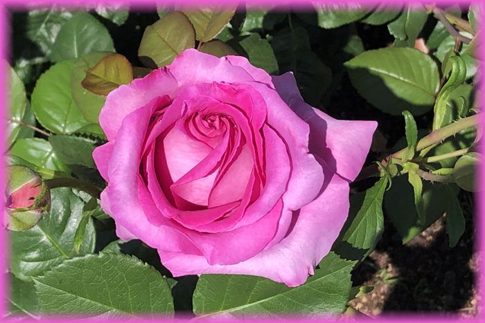 f:id:nakkacho902:20200511221121j:plain