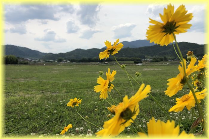 f:id:nakkacho902:20200601151816j:plain