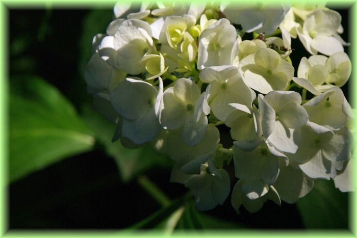 f:id:nakkacho902:20200608095910j:plain
