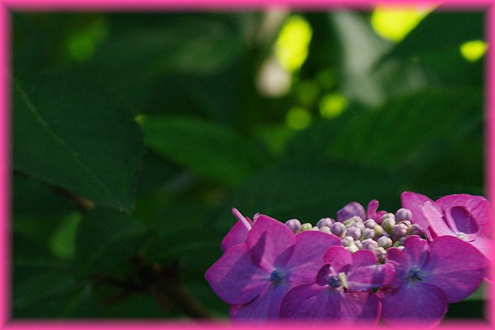 f:id:nakkacho902:20200608095943j:plain