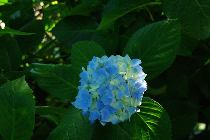 f:id:nakkacho902:20200608095951j:plain