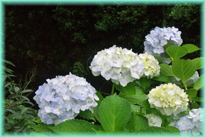 f:id:nakkacho902:20200615052217j:plain