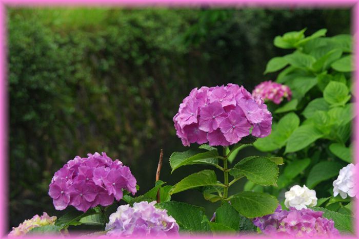 f:id:nakkacho902:20200615052226j:plain