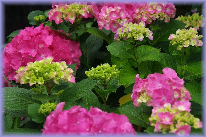 f:id:nakkacho902:20200615052236j:plain