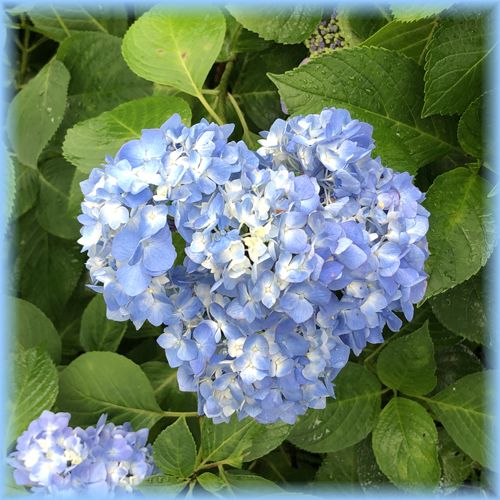 f:id:nakkacho902:20200615052324j:plain