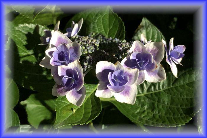 f:id:nakkacho902:20200621215121j:plain