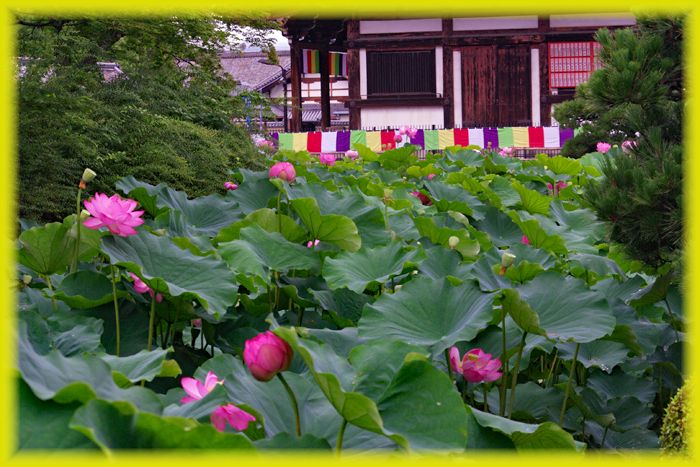 f:id:nakkacho902:20200718214343j:plain