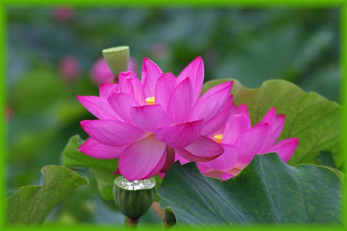 f:id:nakkacho902:20200718214355j:plain