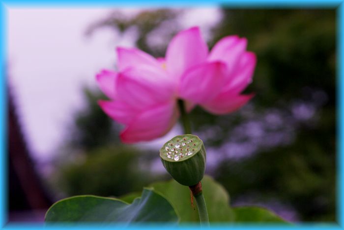 f:id:nakkacho902:20200718214413j:plain