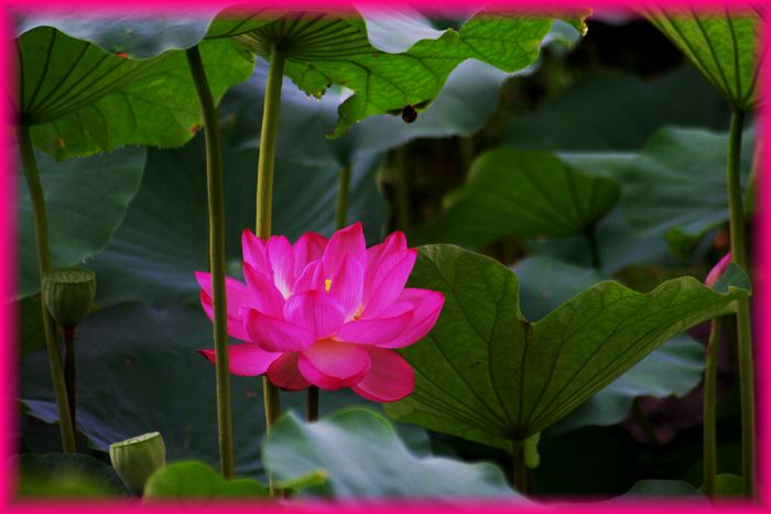 f:id:nakkacho902:20200718214436j:plain