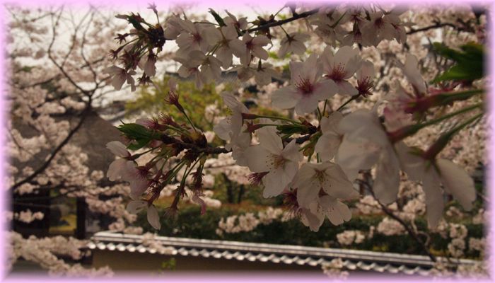 f:id:nakkacho902:20210403211021j:plain