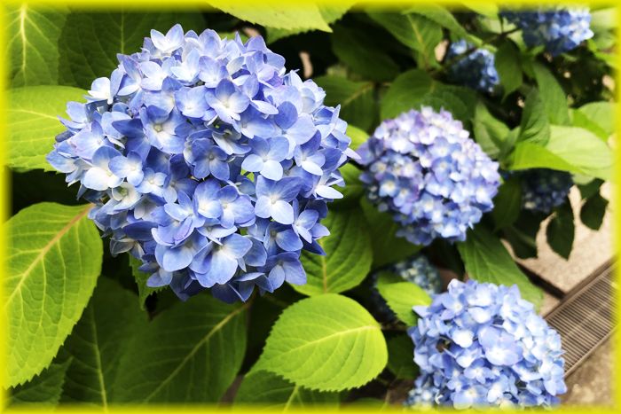 f:id:nakkacho902:20210520111113j:plain