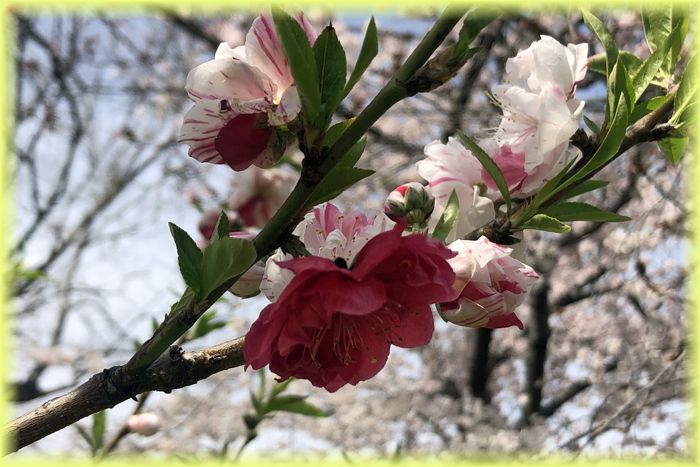 f:id:nakkacho902:20220408132025j:plain
