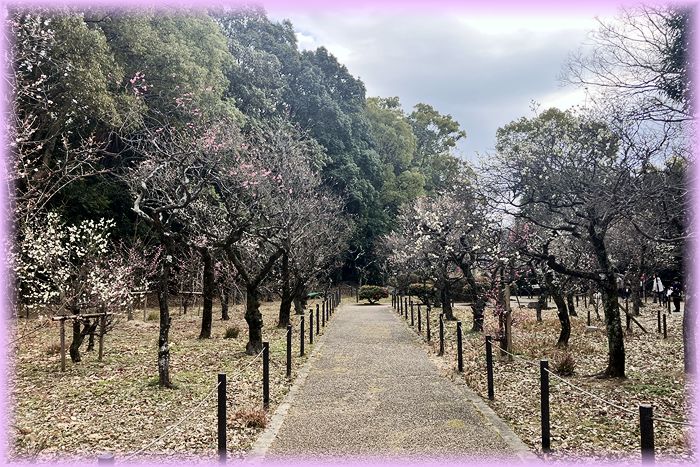 意賀美神社の梅林2026 - ピンぼけブログ館II